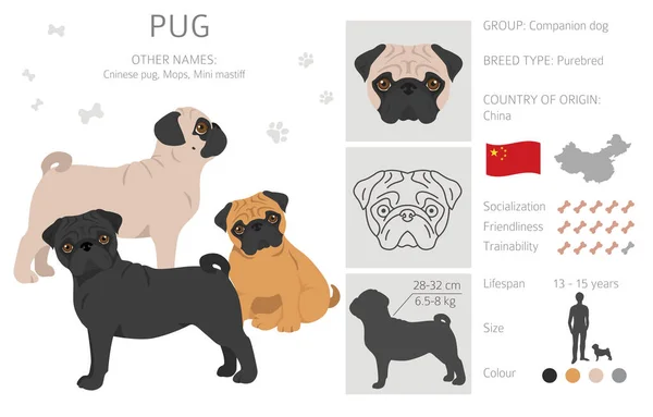 Pug Clipart Různé Pózy Barvy Srsti Nastaveny Vektorová Ilustrace — Stockový vektor