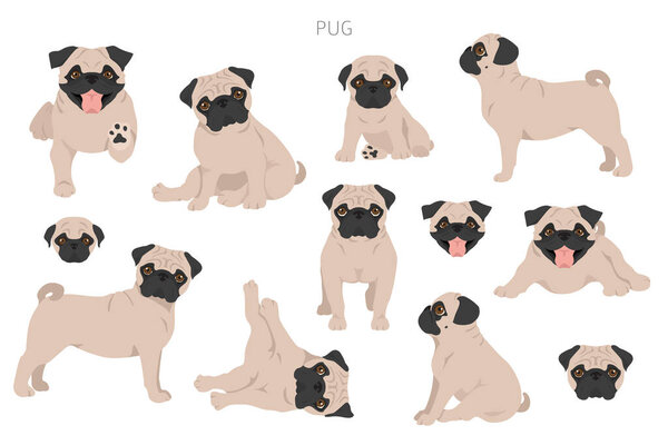 Pug clipart. Different poses, coat colors set.  Vector illustration