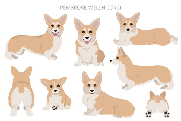 Welsh Corgi Pembroke Clipart Verschillende Houdingen Jas Kleuren Set Vectorillustratie — Stockvector