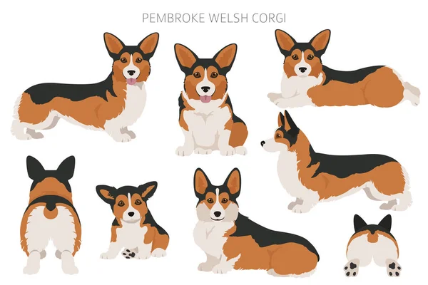 Walesisk Corgi Pembroke Clipart Olika Poser Olika Pälsfärger Vektorillustration — Stock vektor