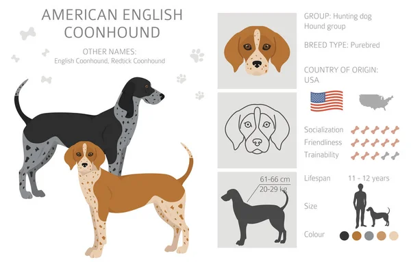 Amerikai Angol Coonhound Minden Szín Előfizető Különböző Színű Vektorillusztráció — Stock Vector