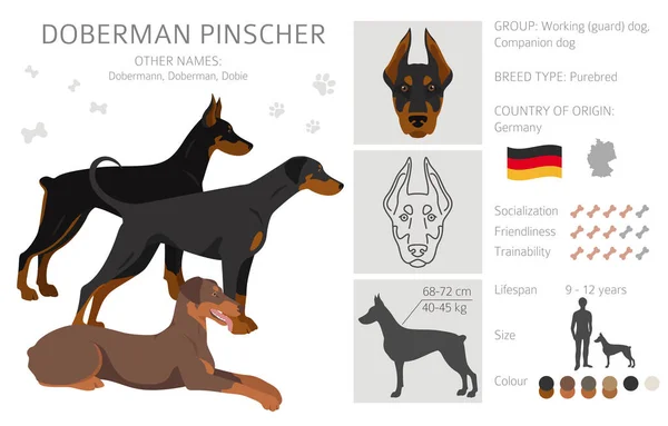 Natural Doberman Vector Art Stock Images Depositphotos