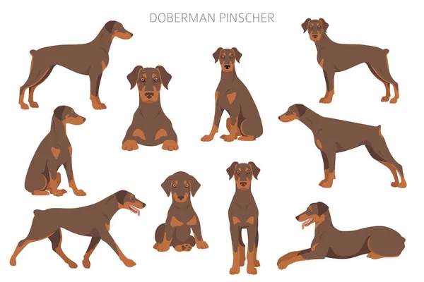 Natural Dobermanストックベクター ロイヤリティフリーnatural Dobermanイラスト Depositphotos