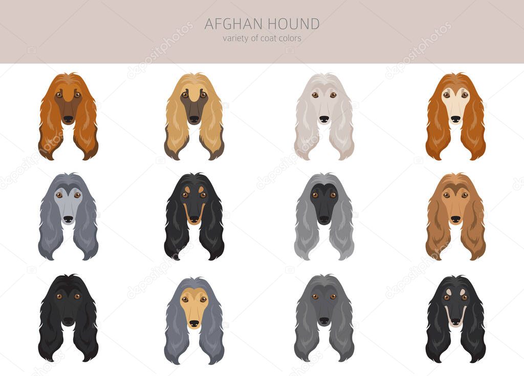 Afghan hound all colours clipart. Different coat colors set. Vector illustration