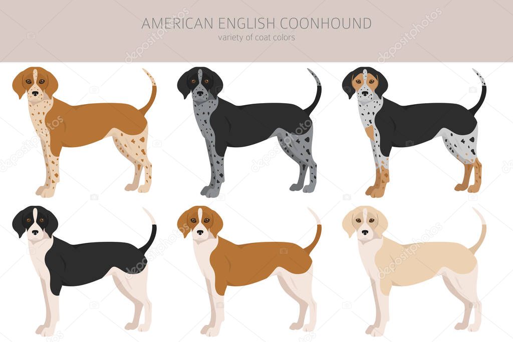 American englisn coonhound all colours clipart. Different coat colors set.  Vector illustration