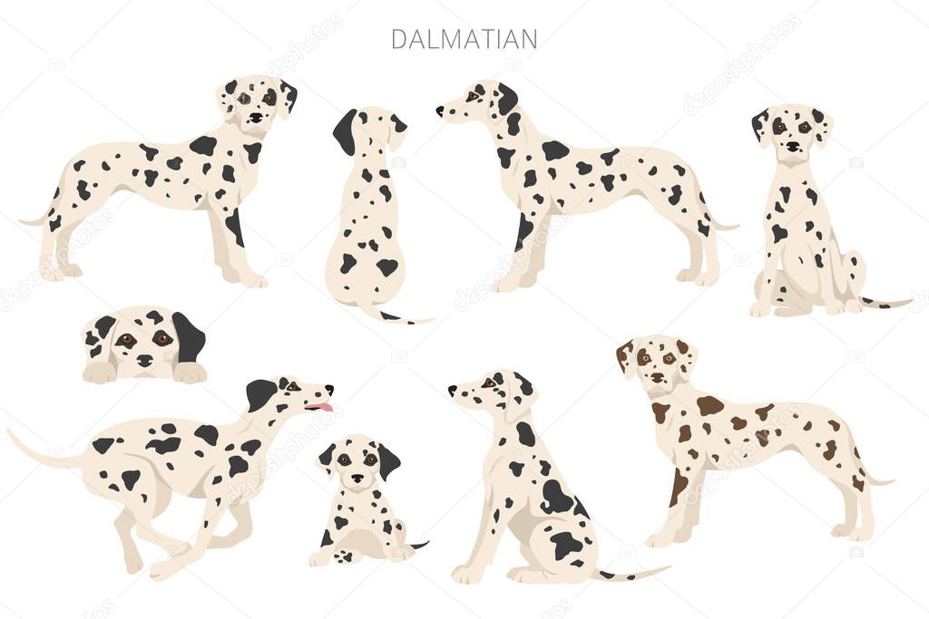 Dalmatian dogs clipart. Different poses, coat colors set.  Vector illustration