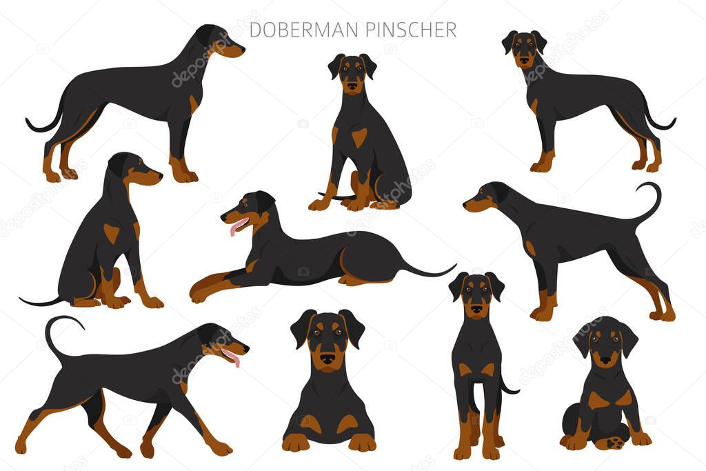 Doberman pinscher dogs clipart. Different poses, coat colors set.  Vector illustration