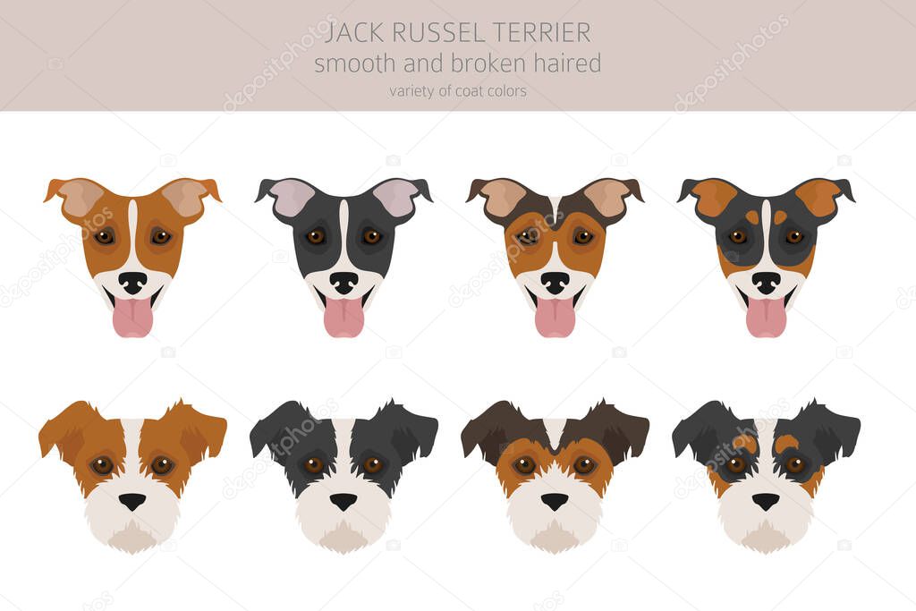 Jack Russel terrier in different poses and coat colors. Adult dogs and puppy set.  Vector illustration