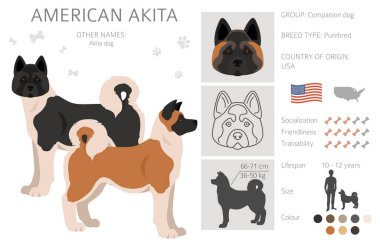 Amerikan akita 'sı tüm renkler toplanır. Farklı ceket renkleri. Vektör illüstrasyonu