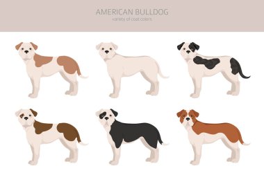 Amerikan bulldog 'u tüm renkler birleşir. Farklı ceket renkleri. Vektör illüstrasyonu