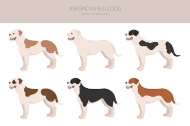 Amerikan bulldog 'u tüm renkler birleşir. Farklı ceket renkleri. Vektör illüstrasyonu