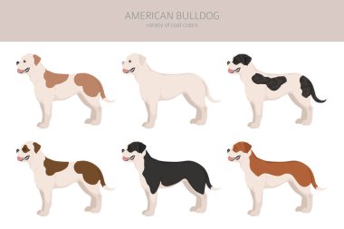 American bulldog all colours clipart. Different coat colors set. Vector illustration clipart