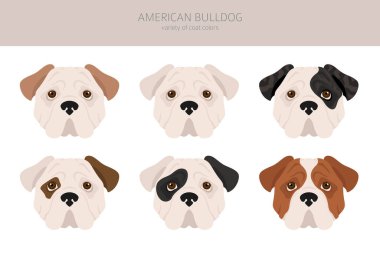 Amerikan bulldog 'u tüm renkler birleşir. Farklı ceket renkleri. Vektör illüstrasyonu