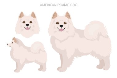 Amerikan Eskimo köpeği tüm renklere bürünür. Farklı ceket renkleri. Vektör illüstrasyonu