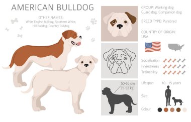 Amerikan bulldog 'u tüm renkler birleşir. Farklı ceket renkleri. Vektör illüstrasyonu