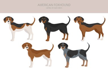 Amerikan foxhound tüm renkler klitoris. Farklı ceket renkleri. Vektör illüstrasyonu
