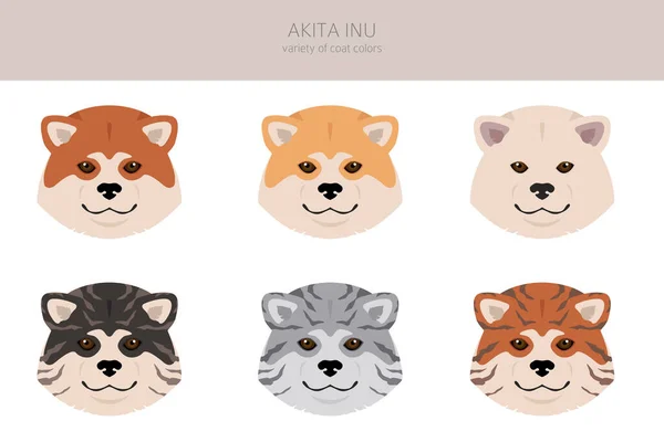 Akita Inu Toutes Les Couleurs Clipart Différentes Couleurs Manteau Ensemble — Image vectorielle