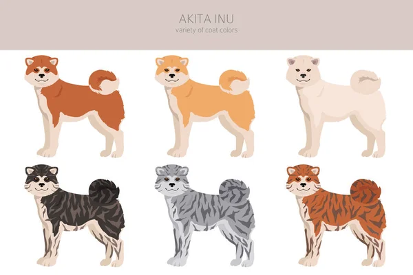Akita Inu Toutes Les Couleurs Clipart Différentes Couleurs Manteau Ensemble — Image vectorielle
