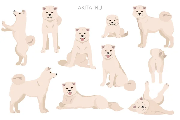 Akita Inu Clipart Todas Cores Conjunto Cores Casaco Diferentes Ilustração —  Vetores de Stock