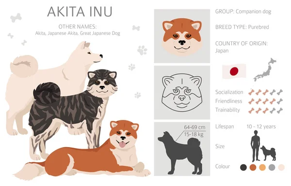 Akita Inu Alle Kleuren Clipart Verschillende Kleuren Jas Set Vectorillustratie — Stockvector