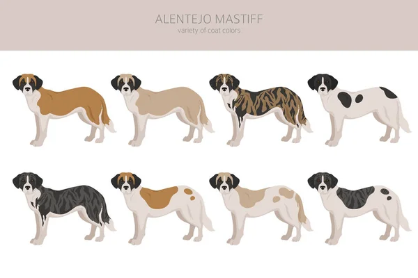 Alentejo Dogge Alle Farben Cliparts Verschiedene Fellfarben Eingestellt Vektorillustration — Stockvektor