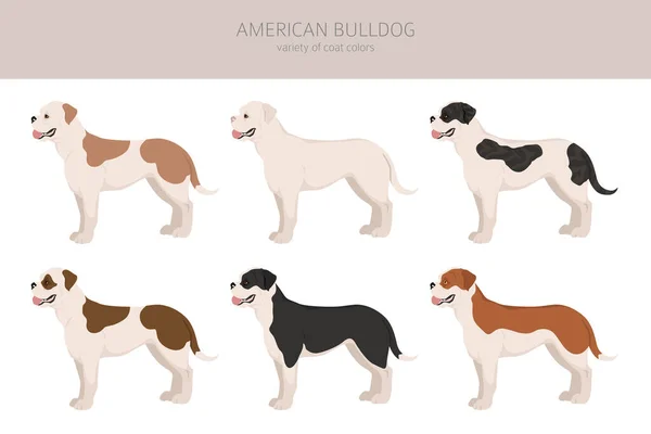 Bulldog Americano Todas Cores Clipart Conjunto Cores Casaco Diferentes Ilustração — Vetor de Stock
