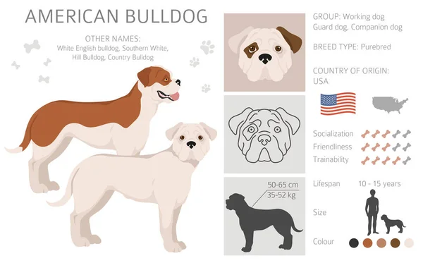 Amerikaanse Bulldog Alle Kleuren Clipart Verschillende Kleuren Jas Set Vectorillustratie — Stockvector