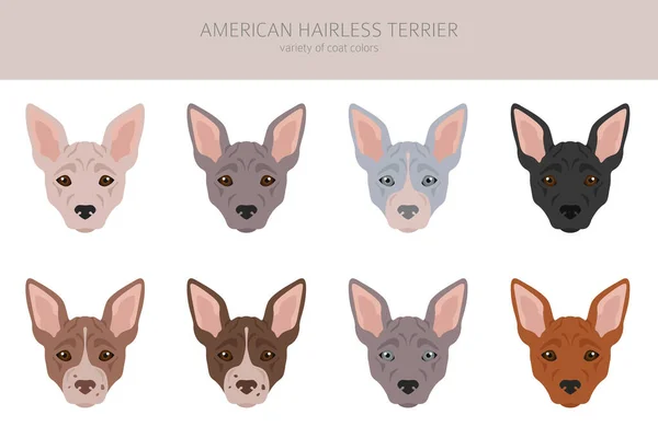 Americano Sin Pelo Terrier Todos Los Colores Clipart Diferentes Colores — Vector de stock
