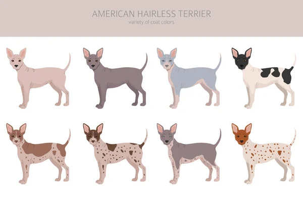 Amerikansk Hårlös Terrier Alla Färger Clipart Olika Pälsfärger Och Poser — Stock vektor