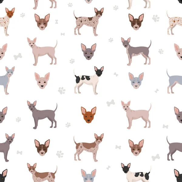 American Hairless Terrier Toutes Les Couleurs Motif Semi Sans Différentes — Image vectorielle