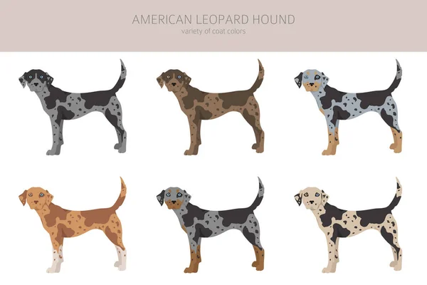 American Leopardo Hound Todos Los Colores Clipart Diferentes Colores Capa — Vector de stock