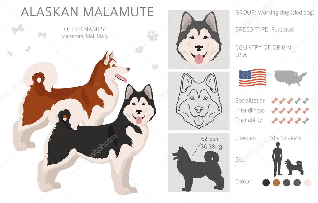 Alaskan malamute all colours clipart. Different coat colors and poses set.  Vector illustration