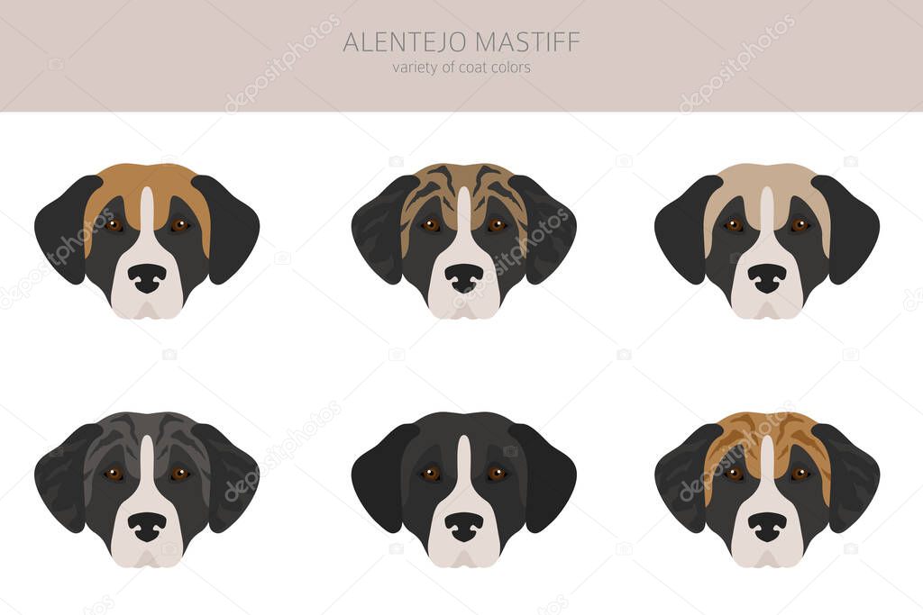 Alentejo mastiff all colours clipart. Different coat colors set.  Vector illustration