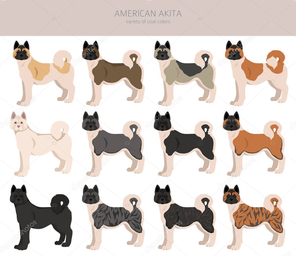 American akita all colours clipart. Different coat colors set. Vector illustration