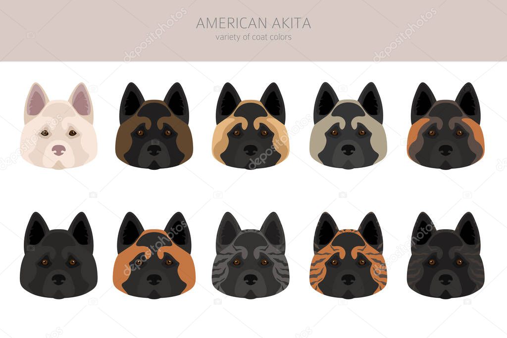 American akita all colours clipart. Different coat colors set. Vector illustration