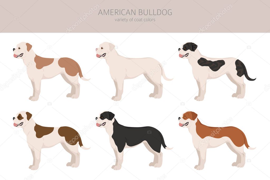 American bulldog all colours clipart. Different coat colors set. Vector illustration