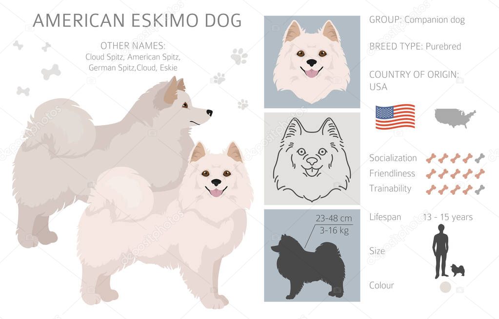American eskimo dog all colours clipart. Different coat colors set.  Vector illustration