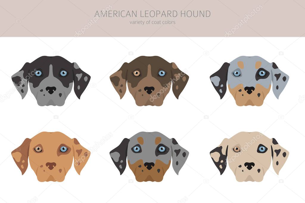 American leopard hound all colours clipart. Different coat colors and poses set.  Vector illustration