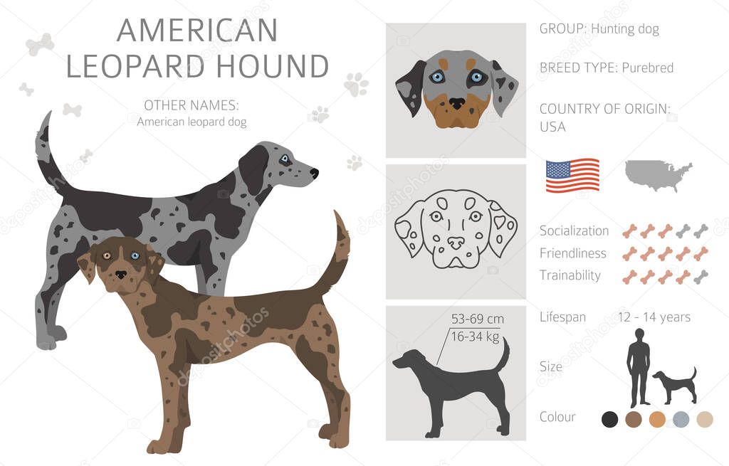 American leopard hound all colours clipart. Different coat colors and poses set.  Vector illustration