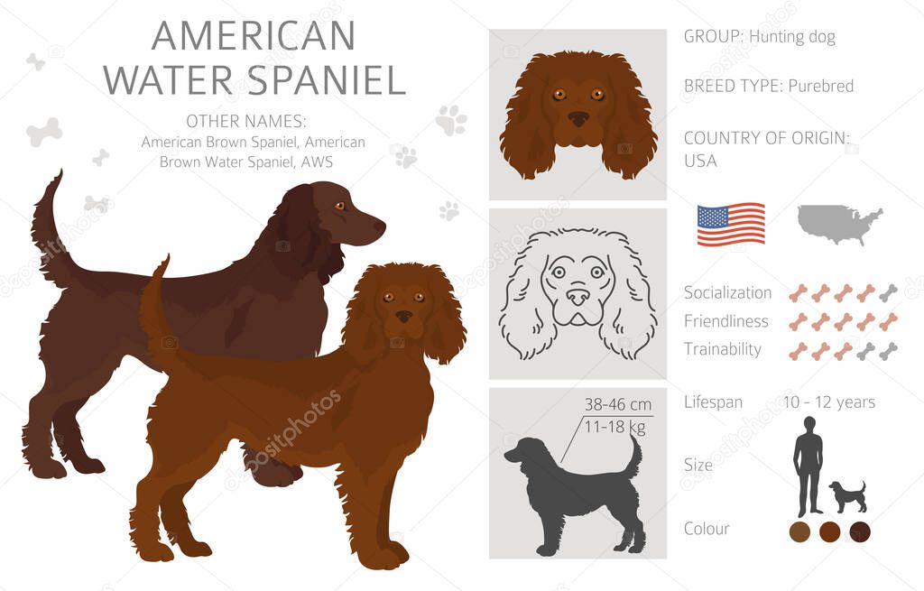 American water spaniel all colours clipart. Different coat colors and poses set.  Vector illustration