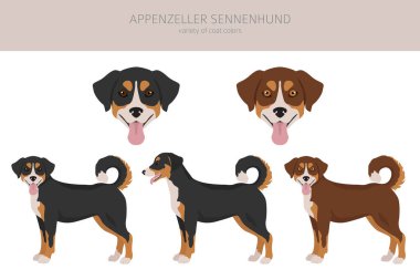 Appenzeller tüm renkleri gözledi. Farklı ceket renkleri ve pozlar. Vektör illüstrasyonu