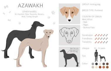 Azawakh bütün renkler toplanır. Farklı ceket renkleri ve pozlar. Vektör illüstrasyonu