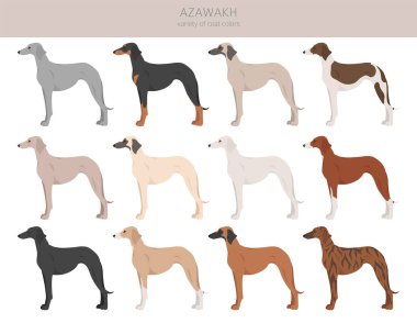 Azawakh all colours clipart. Different coat colors and poses set.  Vector illustration clipart