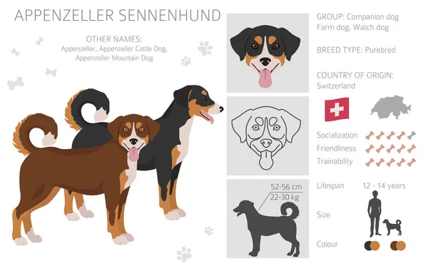 Appenzeller Sennenhund Minden Szín Előfizető Különböző Színű Pózol Készlet Vektorillusztráció — Stock Vector