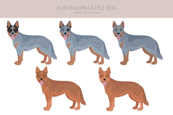 Australischer Rinderhund Allen Farben Verschiedene Fellfarben Und Posen Eingestellt Vektorillustration — Stockvektor