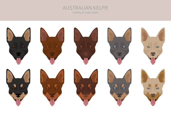 Kelpie Australiano Todos Los Colores Clipart Diferentes Colores Capa Poses — Vector de stock