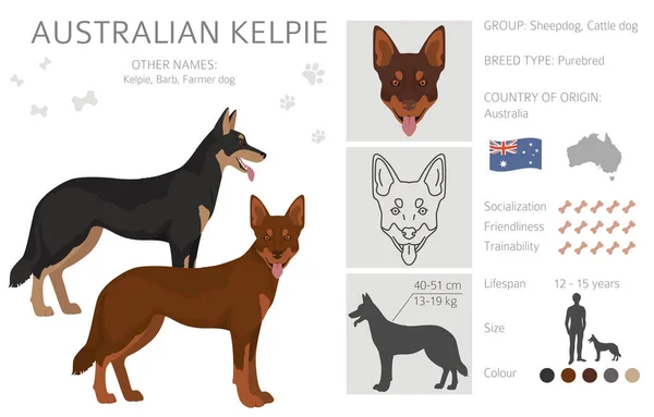 Australian Kelpie Todas Cores Clipart Diferentes Cores Casaco Poses Set — Vetor de Stock