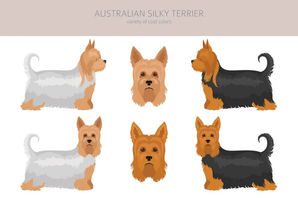 Australian Silky Terrier All Colours Clipart Different Coat Colors Poses — Stock Vector