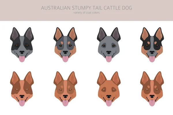 澳大利亚矮胖的尾牛狗都是五颜六色的 不同的外套颜色和姿势 矢量说明 — 图库矢量图片