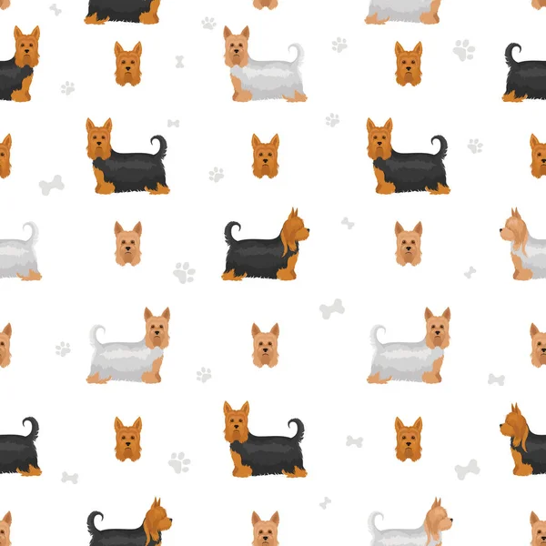 Avustralya ipeksi teriyeri tüm renkler toplanır. Farklı ceket renkleri ve pozlar. Vektör illüstrasyonu